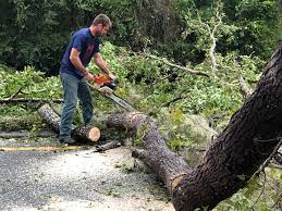 How Our Tree Care Process Works  in  Waconia, MN